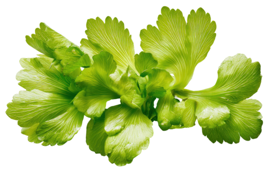 Close-up of vibrant, lime-green, fern-like foliage