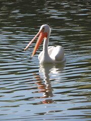 pelican on the water