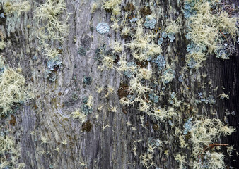 Flechtengesellschaft an einem L&auml;rchenstamm - different lichens on a larch tree trunk