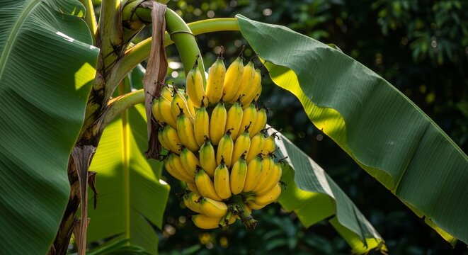 Bunch of yellow bananas growing on a tree with green leaves in sunlight