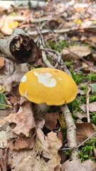 Une belle russule jaune poussant dans la mousse (forêt de Rambouillet, France)