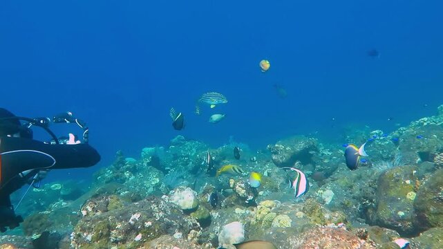 Scuba diver and tropical fish in the blue ocean. Tropical reef, fish, rocks on the bottom and diver. Underwater videographer with sea wildlife.