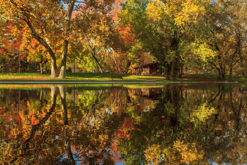 Sycamore Reflections with Vivid Autumn Colors and Calm Water