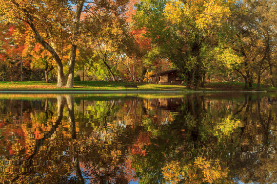 Sycamore Reflections with Vivid Autumn Colors and Calm Water