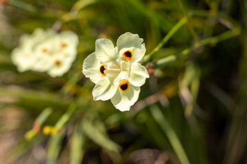 Fototapeta premium flower