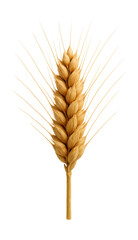 Obraz premium Whole wheat head featuring several spikelets and a central stem.