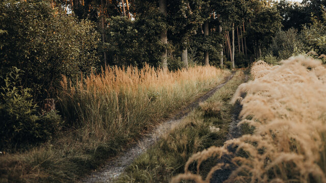 Rustic forest path surrounded by tall, golden grasses in the warm, autumn light of the setting sun, creating an atmospheric landscape of nature on the horizon - Powered by Adobe