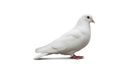 Naklejka premium Full Body Shot of White Pigeon Standing Isolated on White Background
