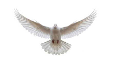 Obraz premium Holy Spirit Concept White Bird in Flight Isolated on White Background