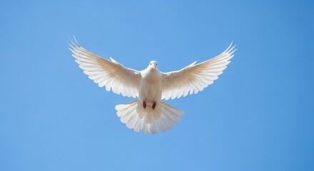 Fototapeta premium Majestic White Dove Soaring Through Clear Blue Sky with Wings Wide Spread