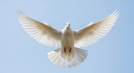 Obraz premium Majestic Front View of White Dove Flying with Spread Wings in Blue Sky