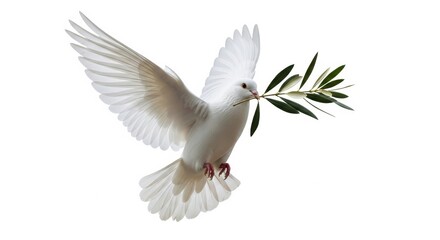 Side View of White Dove Carrying Green Olive Leaf Isolated on White