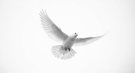 Obraz premium Monochromatic Shot of White Dove Banking in Flight