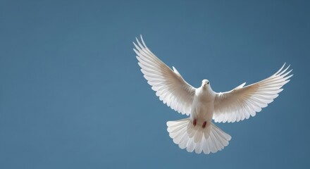 Fototapeta premium Majestic White Bird Flying Symmetrically Against Deep Blue Sky