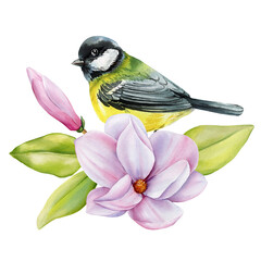 Tit bird. Watercolor songbird with pink magnolia flowers and green leaves spring botanical illustration for floral natural design