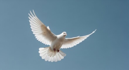 Obraz premium Low Angle View of White Dove Flying in Clear Blue Sky