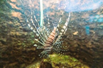 A vibrant lionfish swims gracefully in the waters of Constanta’s aquarium. The rich colors and intricate patterns of its fins are captivating, drawing visitors’ attention on a bright day