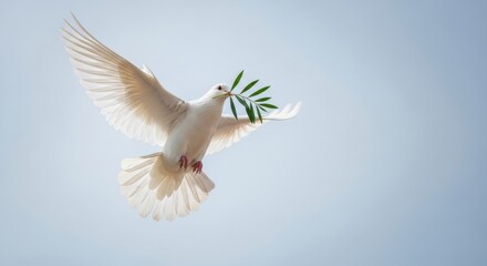 Fototapeta premium White Dove Flying with Green Olive Branch Symbol of Peace and Hope