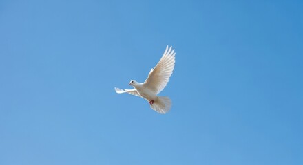 Side View of White Dove Flying Against Clear Blue Sky