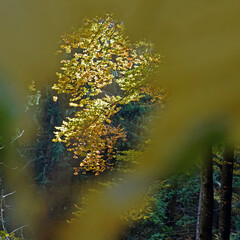Herbstimpression im Wald