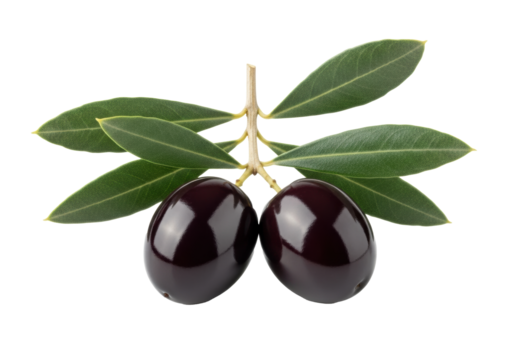 Two plump, glossy black olives on a wooden branch with dark green leaves, macro shot against a transparent background with copy space, soft side light. Concept of fresh, pure, organic appeal