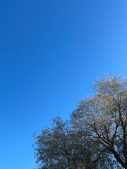 sky and tree relaxing