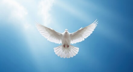 Obraz premium Holy Spirit White Dove Flying Towards Divine Light in Blue Sky
