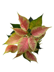 Variegated pink and white poinsettia png cutout