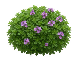 Compact cushion of dwarf thyme featuring small, aromatic leaves and purple blooms.
