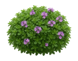 Compact cushion of dwarf thyme featuring small, aromatic leaves and purple blooms.