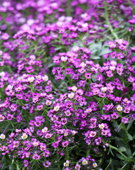 Lobularia blooms on a flower bed