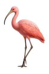 Fototapeta premium Stylish pink bird with long legs and a curved beak.