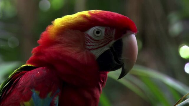 Close up portrait of wild red macaw parrot with big beak in tropical forest habitat