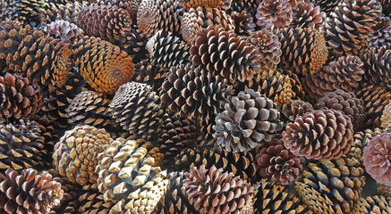 reife Kiefernzapfen - mature pine cones