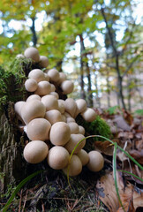 Birnen-Stäubling - Apioperdon pyriforme - pear-shaped puffball