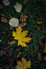 Blatt