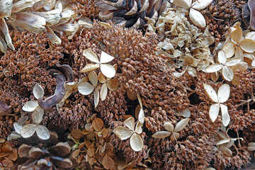 Herbstliches Arrangement mit Trockenpflanzen in Naturfarben - autumnal arrangement of dried plants in natural colours