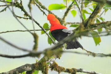 Andean cock-of-the-rock, Rein forest, Parque Nacional Cayambe-Coca,  Ecuador, bird