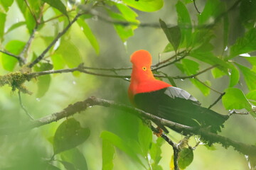 Andean cock-of-the-rock, Rein forest, Parque Nacional Cayambe-Coca,  Ecuador, 