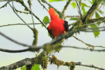 Andean cock-of-the-rock, Rein forest, Parque Nacional Cayambe-Coca,  Ecuador, 