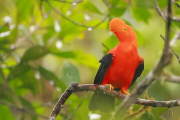 Andean cock-of-the-rock, Rein forest, Parque Nacional Cayambe-Coca,  Ecuador, 