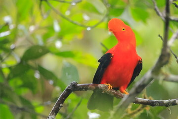 Andean cock-of-the-rock, Rein forest, Parque Nacional Cayambe-Coca,  Ecuador, 