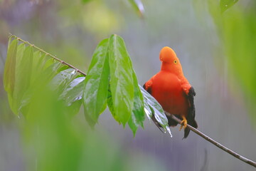 Andean cock-of-the-rock, Rein forest, Parque Nacional Cayambe-Coca,  Ecuador, 