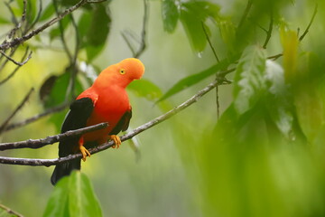 Andean cock-of-the-rock, Rein forest, Parque Nacional Cayambe-Coca,  Ecuador, bird