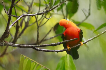 Andean cock-of-the-rock, Rein forest, Parque Nacional Cayambe-Coca,  Ecuador,