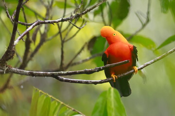 Andean cock-of-the-rock, Rein forest, Parque Nacional Cayambe-Coca,  Ecuador, 