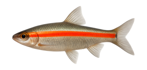 Slender fish with a bright orange stripe from head to tail.