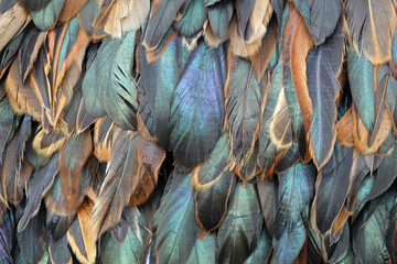 schillernde federn als hintergrund - background opalescent feathers