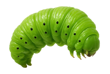 Green caterpillar featuring a segmented body and tiny black dots on its sides.