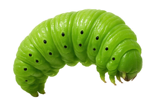 Green caterpillar featuring a segmented body and tiny black dots on its sides.
